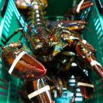 Moulton, Massachusetts Lawmakers Fight to Protect Lobster Industry