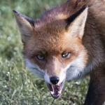 Rabid Fox Bites Three Ipswich Residents – Radio Interview with Ipswich Animal Control Officer Megan Boissonneau
