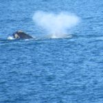 North Atlantic Right Whales Spotted From Nahant – Photos From Nahant S.W.I.M.