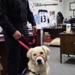 Videos, Photos – Gloucester Police Welcome Ace, the Comfort Dog, to Their Community Impact Unit