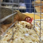 (Audio) From the State House with MA Senate Minority Leader Bruce Tarr:  August Tax Revenue up; Topsfield Fair for the Birds…Well SOME of the Birds…