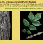 Salem Tree Alert:  Emerald Ash Borer Beetles Infect Local Trees