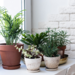 What’s Wrong with my Houseplant? Abbot Library Event Thursday May 4th – Zoom Event