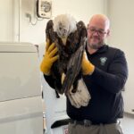 Injured Bald Eagle Rescued from I-495 in Merrimac, Undergoing Treatment for Fractured Femur