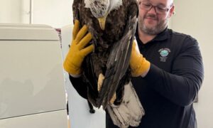 Injured Bald Eagle Rescued from I-495 in Merrimac, Undergoing Treatment for Fractured Femur